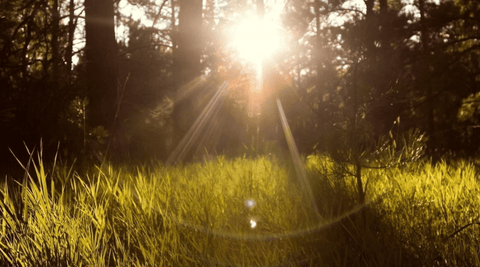 B Complex: A Closer Look at This Popular Vitamin Blend - Metabolics