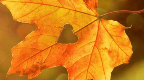 Best Nutritional Supplements for Autumn: Seasonal Wellness Guide - Metabolics