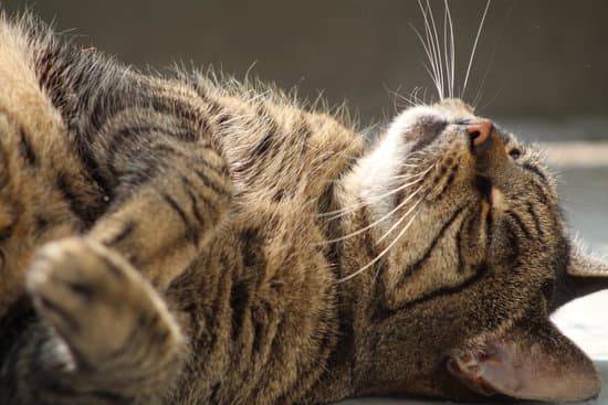 Cat Supplements: What Cats Actually Need and When - Metabolics