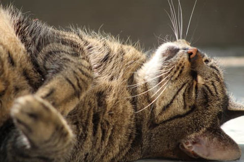 Celebrate World Cat Day with Extra Care for Your Feline Friend - Metabolics