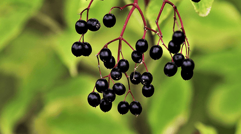 Everything You Need to Know About Elderberry Immune Support - Metabolics