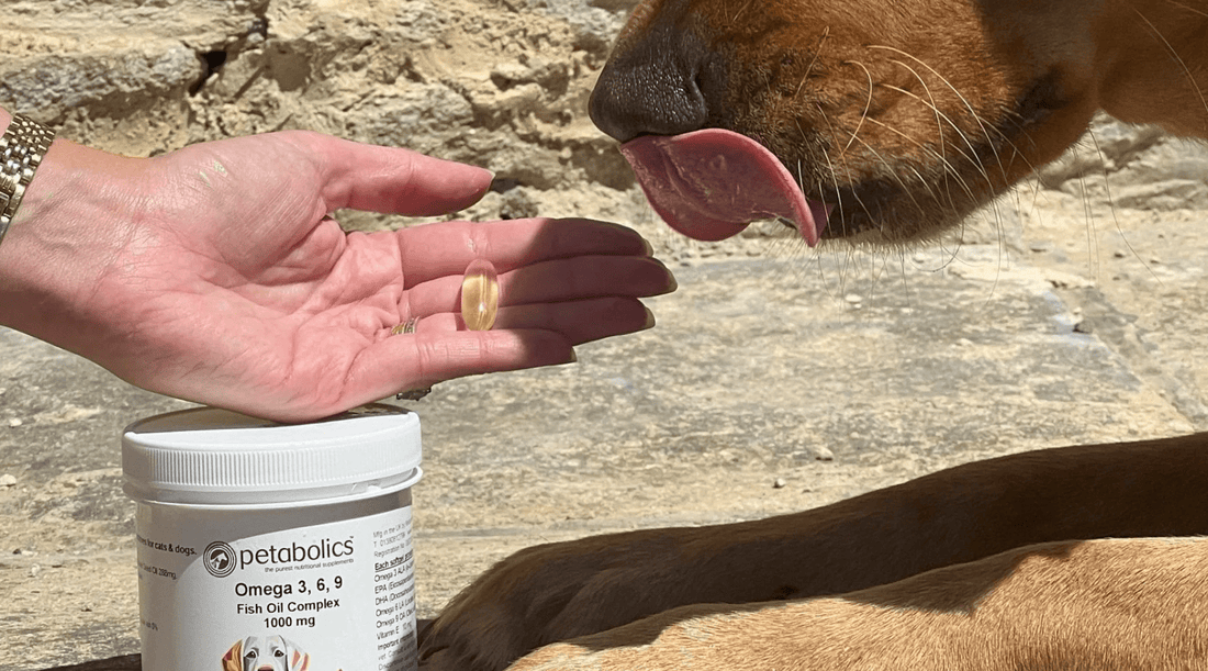 Everything You Need to Know About Petabolics Omega-3-6-9 for Pets - Metabolics