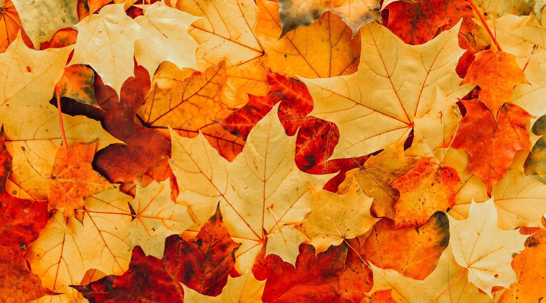 How to Support Your Immune System in Autumn: A Practical Guide - Metabolics