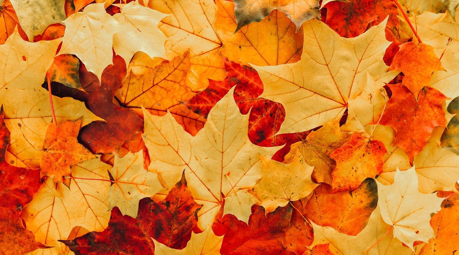 How to Support Your Immune System in Autumn: A Practical Guide