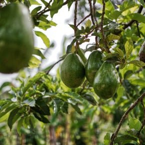 Nutrition News 22nd December - Metabolics