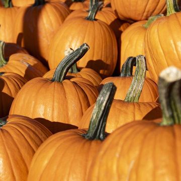 Nutrition News 24th October 2023 - Metabolics