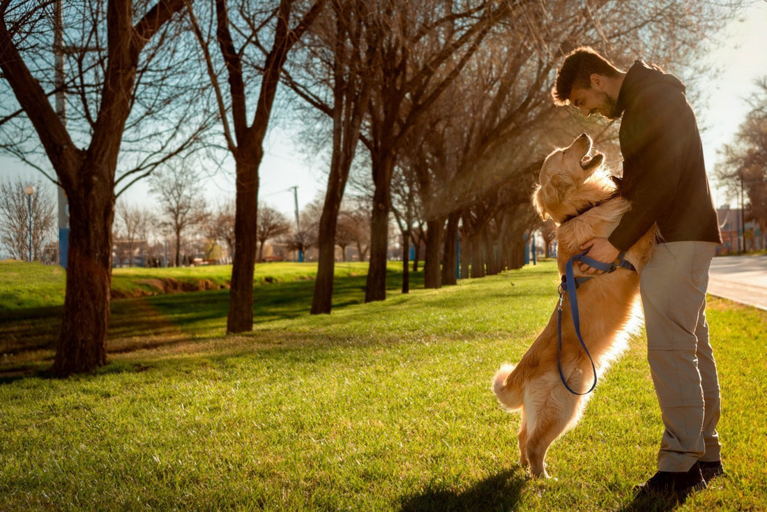Pet Supplements and the Pet–Owner Connection: What You Should Know - Metabolics