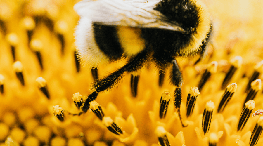 Why Hay Fever Is Getting Worse and What Actually Helps