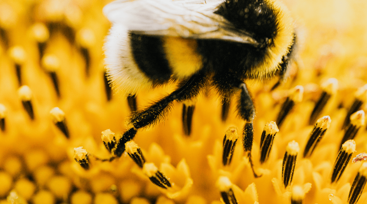 Why Hay Fever Is Getting Worse and What Actually Helps - Metabolics
