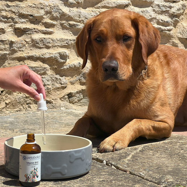 Vitamin B12 Liquid Energy Supplement for Dogs Petabolics Metabolics