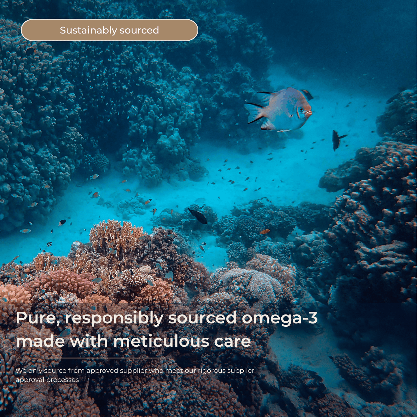 Omega 3 EPA & DHA Capsules – Supports Heart, Brain & Eye Health - Metabolics