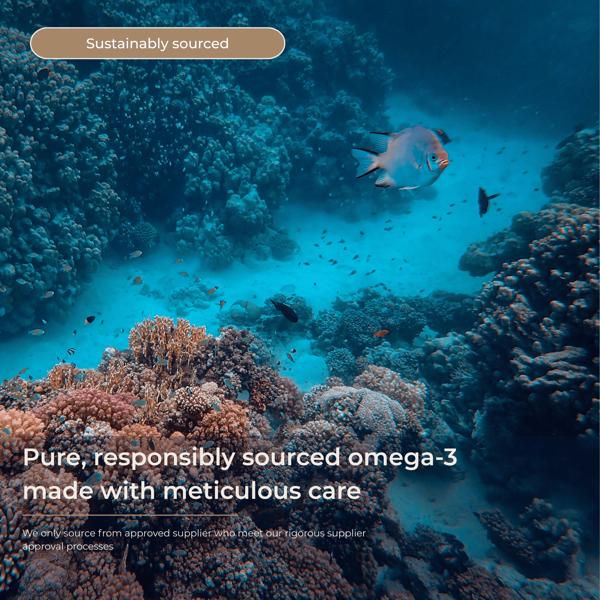 Omega 3 EPA & DHA Capsules – Supports Heart, Brain & Eye Health - Metabolics