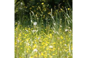 hay fever wild flower meadow