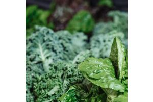 spinach and kale health benefits