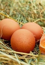 choline in eggs