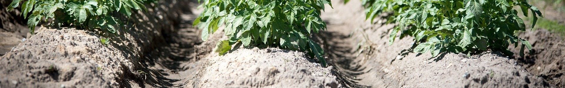 crops nutrients soil