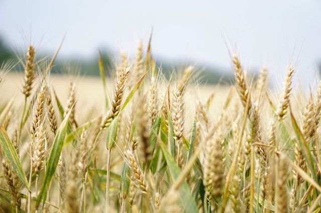 whole grain for type 2 diabetes